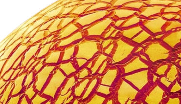 ANCORA: drop of glue in nature over the course of time