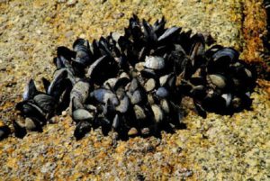 colle-collanti-cozze-attaccate-allo-scoglio