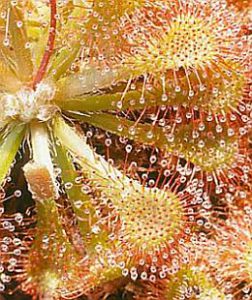 Drosera spatulata leaves are covered with very fine hairs with a sort of droplets at the ends